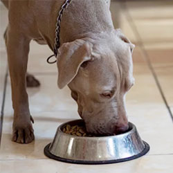 E. coli, Salmonella Common in Raw Pet Food - Infectious Disease Special Edition E. coli, Salmonella Common in Raw Pet Food - Infectious Disease Special Edition