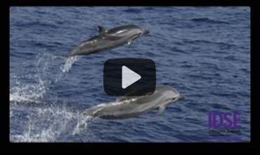 Dolphin Strandings Linked to Brucella ceti, a Zoonotic Bacteria