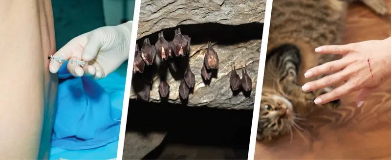 18260406 cat-scratch-Sporothrix-brasiliensis 523397829