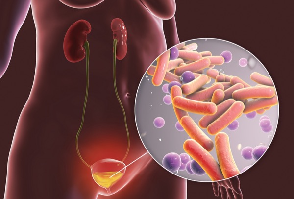 l carnitine liver cancer Frontiers